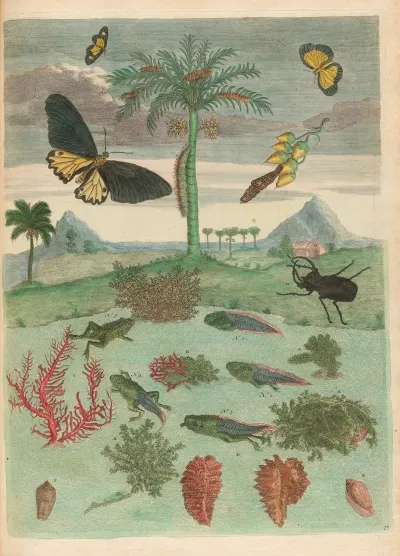 Stag Beetle Amphibians And Palm Trees 2