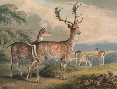 Stag Doe And Fawns