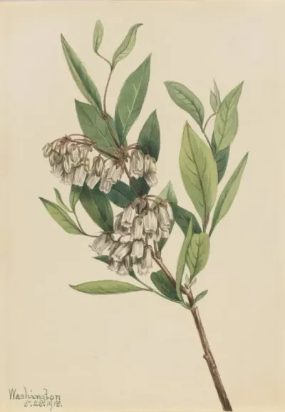 Stagger Bush Pieris Mariana