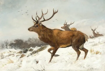 Stags In The Snow