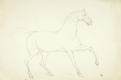 Stallion