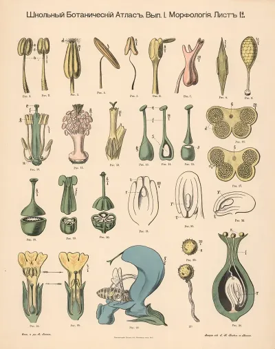 Stamen