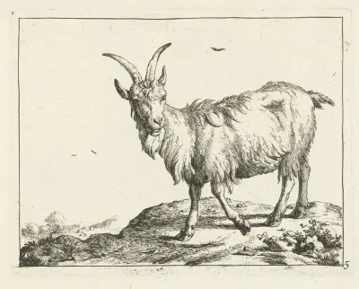 Standing Goat From The Front