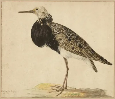 Standing Ruff