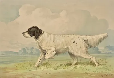 Standing Spotted Retriever Pointing Left