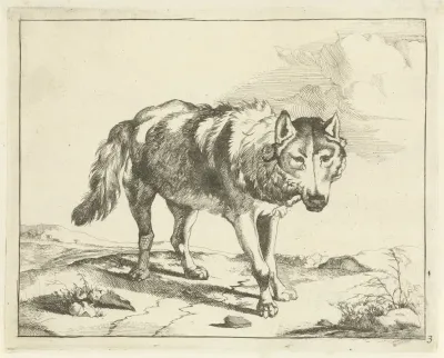Standing Wolf Seen From The Front