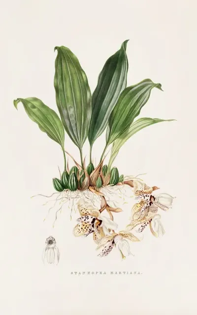 Stanhopea Martiana