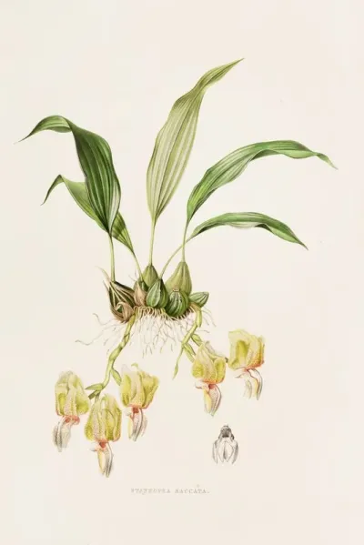 Stanhopea Saccata