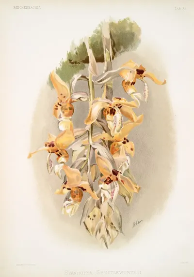 Stanhopea Shuttleworthii