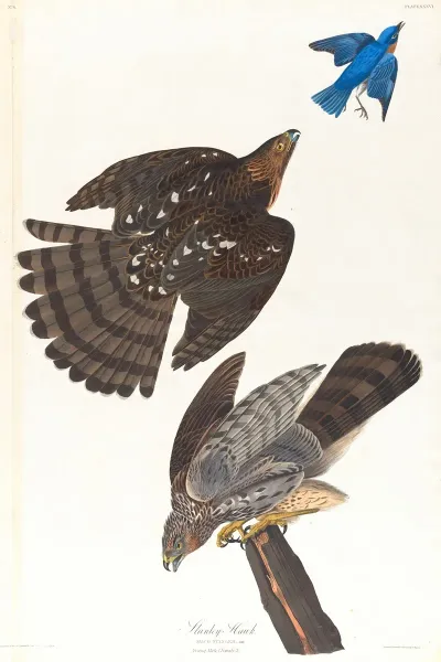 Stanley Hawk