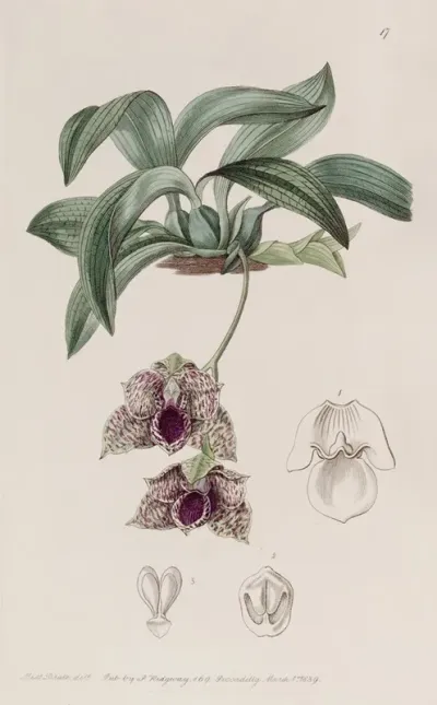 Stapelia Like Maxillaria