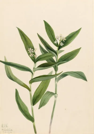 Star Solomonplume Vagnera Stellata 2