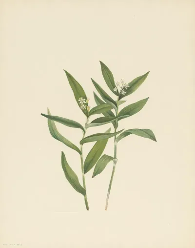 Star Solomonplume Vagnera Stellata 3