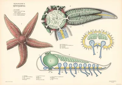 Starfish 2