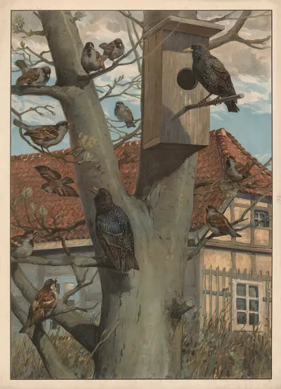 Starling And House Bunting