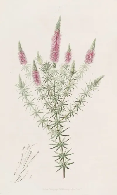 Starry Dysophyll