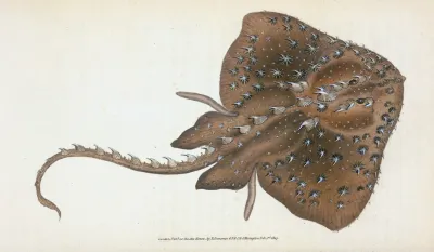 Starry Ray Raja Radiata
