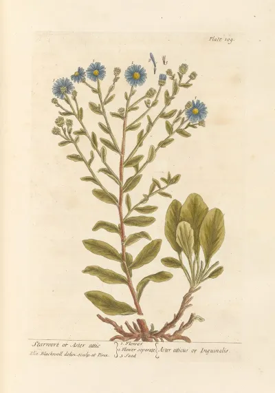 Starwort Or Aster Attic
