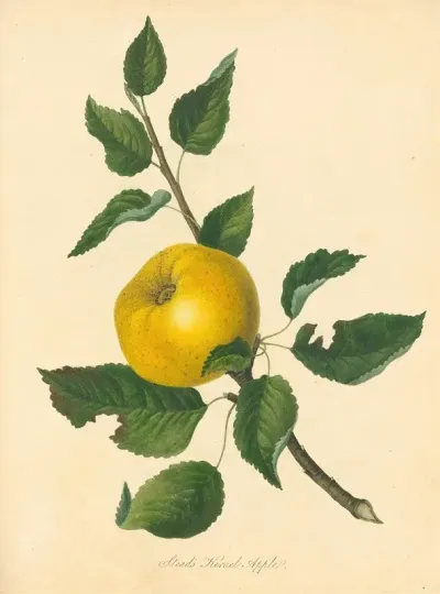Steads Kernel Apple