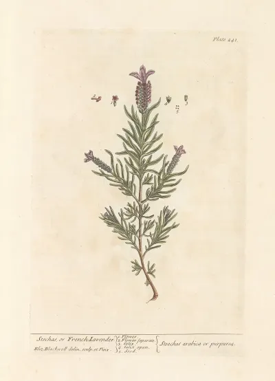 Stechas Or French Lavender