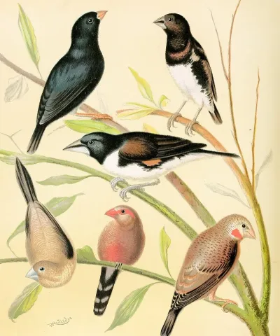 Steel Finch Pied Grass Finch Bronze Mannikin Silver Bill St Helena Waxbill Cut Throat