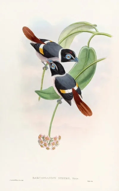 Steeres Broadbill