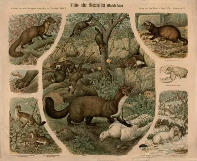 Stein Oder Hausmader Mustela Foina