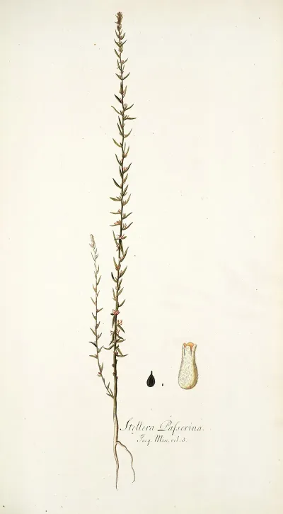 Stellera Passerina