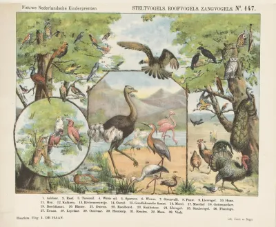Steltvogels Roofvogels Zangvogels
