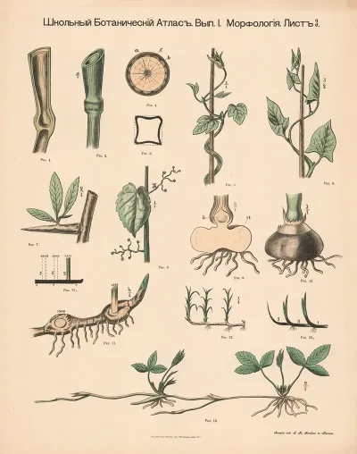 Stem And Shoots