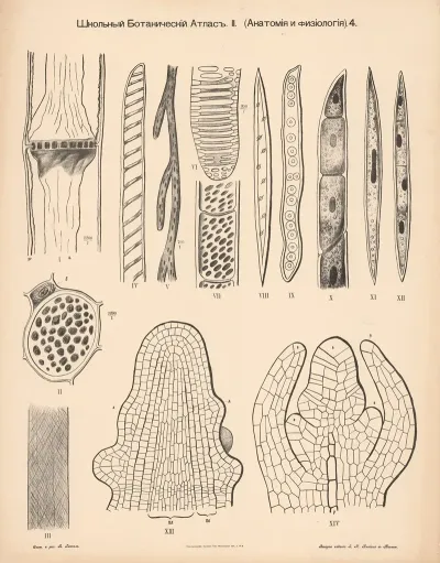 Stem Tissue