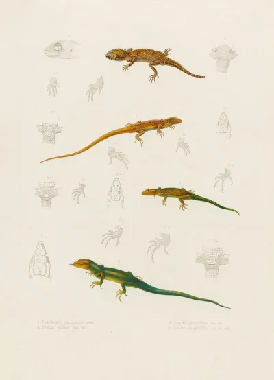 Stenodactylus Mauritanicus Lacerta Perspicillata Eremias Pardalis Lacerta Perspicillata
