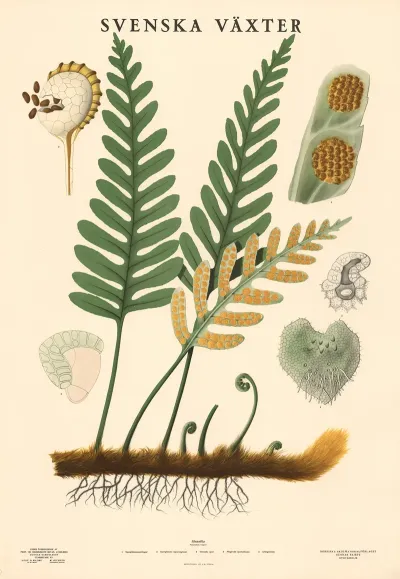 Stensota Polypodium Vulgare