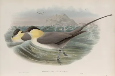 Stercorarius Longicaudus Long Tailed Skua