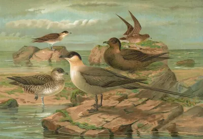Stercorarius Longicaudus Vieill Stercorarius Parasiticus