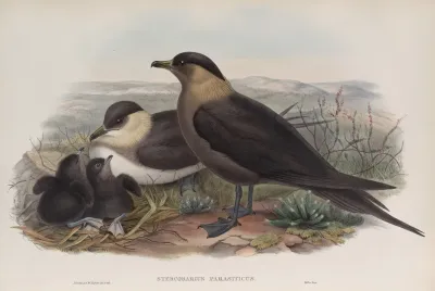 Stercorarius Parasiticus Arctic Skua