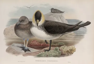 Stercorarius Pomatorhinus Pomatorhine Skua