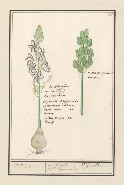 Sterhyacint Scilla Veld Ajuijn Ornithogalon Scilla Hispanica Clusu Asodille