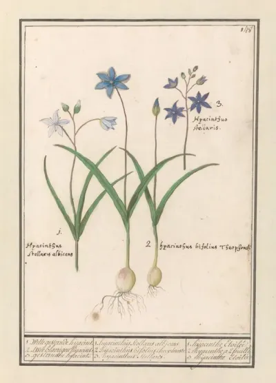 Sterhyacint Scilla