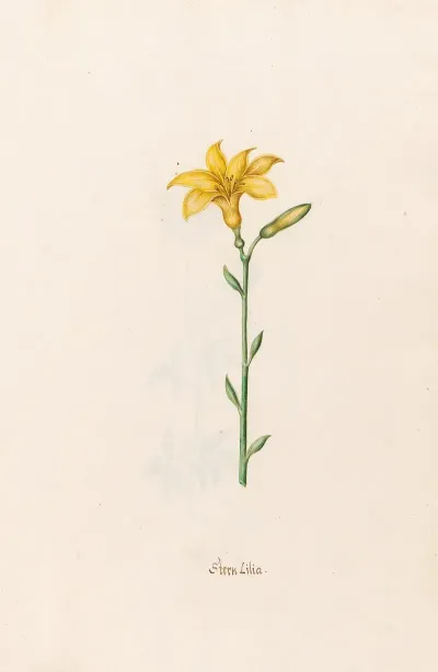 Stern Lilia Lily