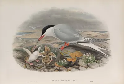 Sterna Hirundo Common Tern