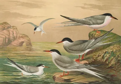 Sterna Hirundo Sterna Macrura Sterna Dougalli Mont Sterna Minuta