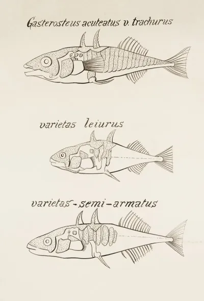 Sticklebacks Gasterosteus Aculeatus V Trachurus Varietas Leiurus Varietas Semi Armatus
