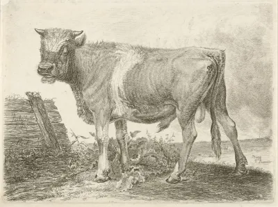 Stier 4