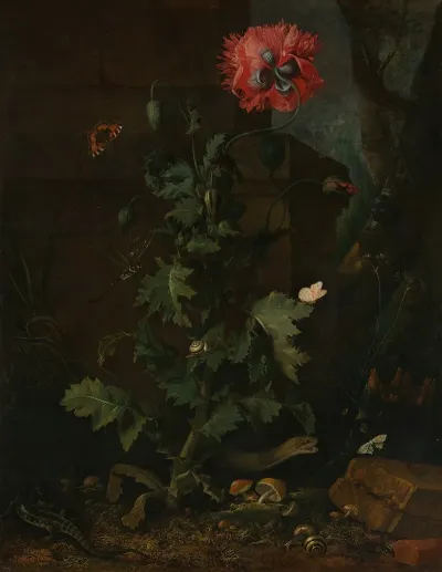 Still Life With Poppy Insects And Reptiles