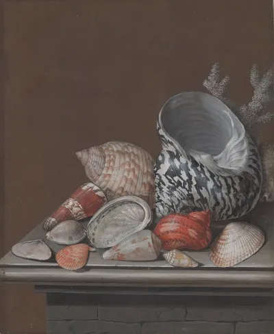 Still Life With Shells 3