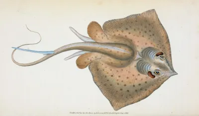 Sting Ray Raja Pastinaca