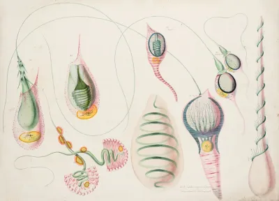 Stinging Cells Of A Hydroid The Adhesive Cells Of A Ctenophore And The Stinging Cells Of Siphonophores