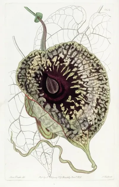 Stinking Birthwort