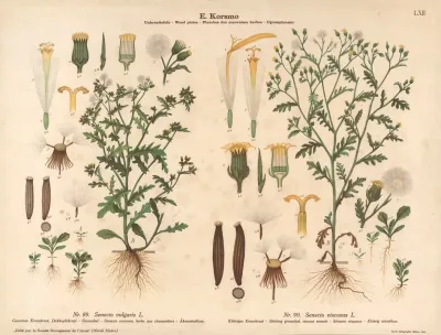 Stinking Groundsel Viscous Senecio